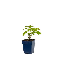 Afbeelding in Gallery-weergave laden, Aruncus dioicus - Geitenbaard
