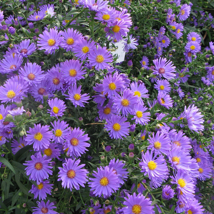 Aster (D) 'Mittelmeer' - Herfstaster