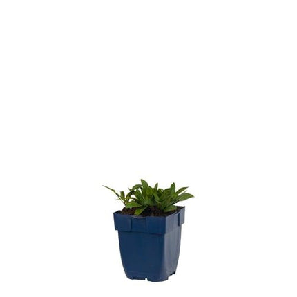 Aster (D) 'Mittelmeer' - Herfstaster