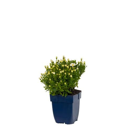 Aster (D) 'Schneekissen' - Herfstaster