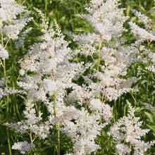 Afbeelding in Gallery-weergave laden, Astilbe (J) ‘Deutschland’ - Pluimspirea

