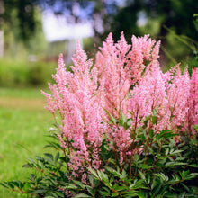 Afbeelding in Gallery-weergave laden, Astilbe (J) ‘Europa’ - Pluimspirea
