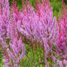 Afbeelding in Gallery-weergave laden, Astilbe chinensis &#39;Pumila&#39; - Compacte Pluimspirea
