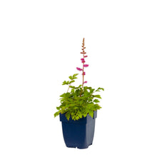 Afbeelding in Gallery-weergave laden, Astilbe chinensis &#39;Pumila&#39; - Compacte Pluimspirea
