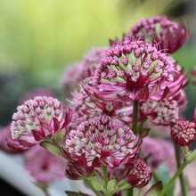 Afbeelding in Gallery-weergave laden, Astrantia major &#39;Primadonna&#39; - Zeeuws knoopje
