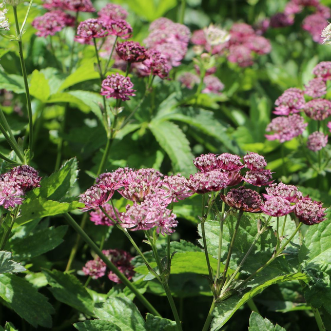 Astrantia major 'Primadonna' - Zeeuws knoopje
