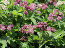 Afbeelding in Gallery-weergave laden, Astrantia major &#39;Primadonna&#39; - Zeeuws knoopje
