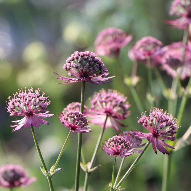 Astrantia major 'Rosensinfonie' - Zeeuws knoopje