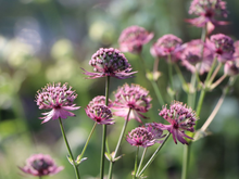 Afbeelding in Gallery-weergave laden, Astrantia major &#39;Rosensinfonie&#39; - Zeeuws knoopje
