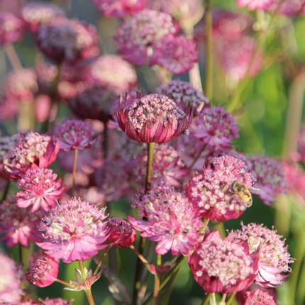 Astrantia major 'Rosensinfonie' - Zeeuws knoopje