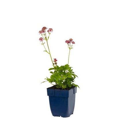 Astrantia major 'Primadonna' - Zeeuws knoopje