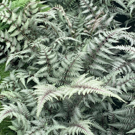 Athyrium niponicum 'Metallicum' - Japanse Regenboogvaren