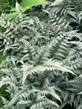 Afbeelding in Gallery-weergave laden, Athyrium niponicum &#39;Metallicum&#39; - Japanse Regenboogvaren
