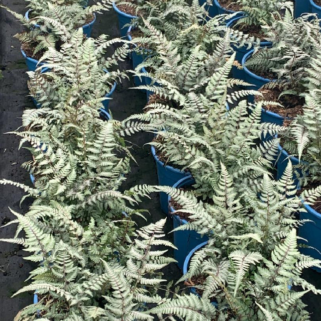 Athyrium niponicum pictum - Japanse Regenboogvaren