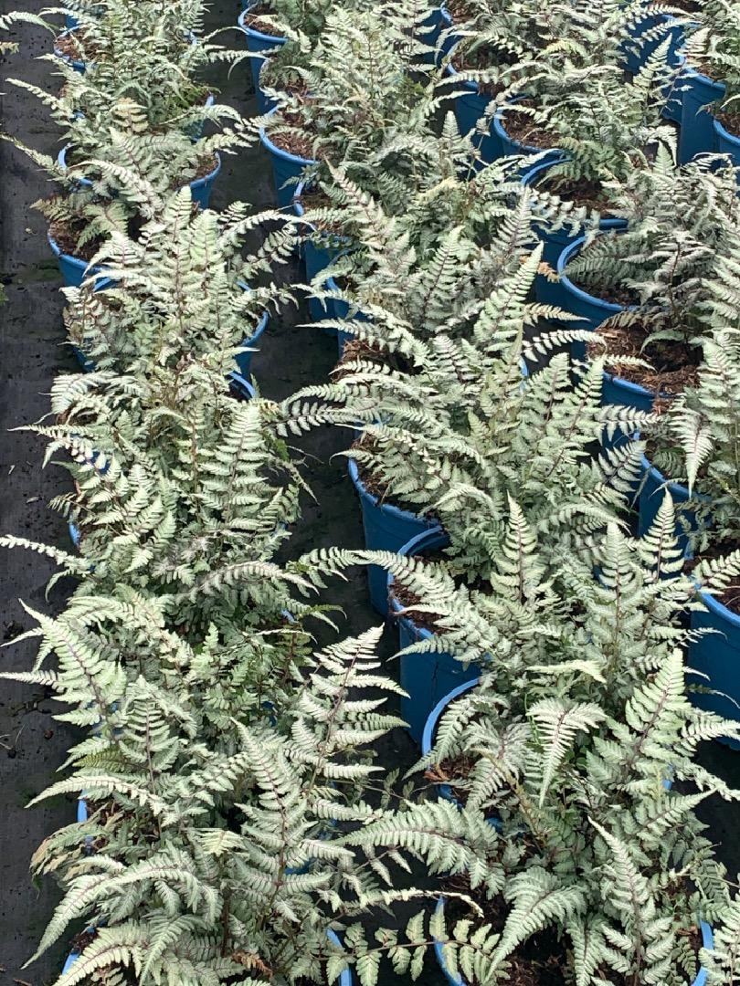 Athyrium niponicum pictum - Japanse Regenboogvaren