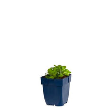 Afbeelding in Gallery-weergave laden, Aubrieta &#39;Blue Emperor&#39; - Randjesbloem
