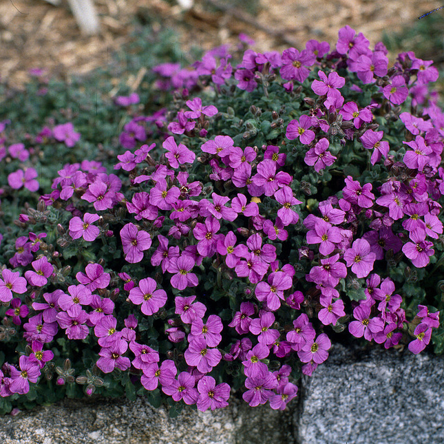 Aubrieta 'Blue Emperor' - Randjesbloem