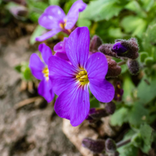 Afbeelding in Gallery-weergave laden, Aubrieta &#39;Blue Emperor&#39; - Randjesbloem
