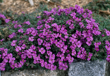 Afbeelding in Gallery-weergave laden, Aubrieta &#39;Blue Emperor&#39; - Randjesbloem
