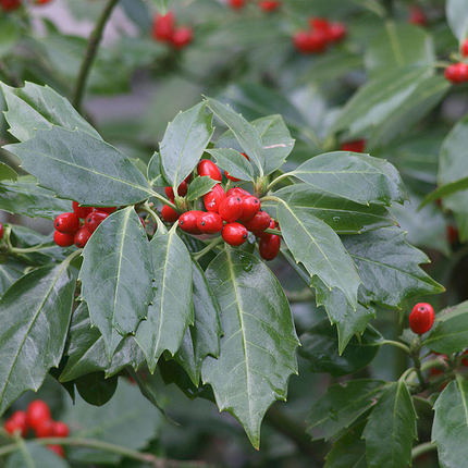 Aucuba japonica 'Rozannie' - Broodboom