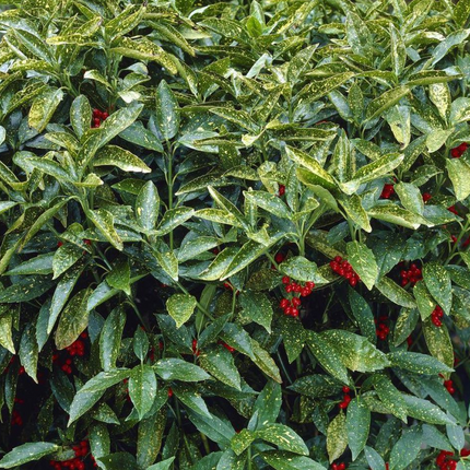 Aucuba japonica 'Variegata' - Bontbladige broodboom