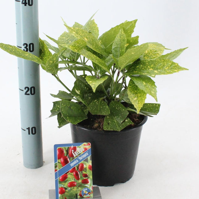 Aucuba japonica 'Variegata' - Bontbladige broodboom