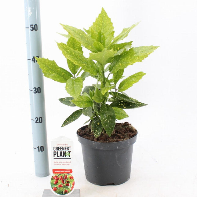 Aucuba japonica 'Variegata' - Bontbladige broodboom