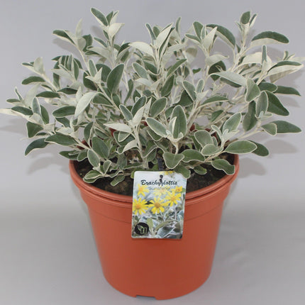 Brachyglottis 'Sunshine' - Kruiskruid