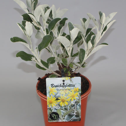 Brachyglottis 'Sunshine' - Kruiskruid