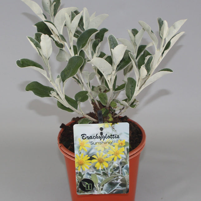 Brachyglottis 'Sunshine' - Kruiskruid