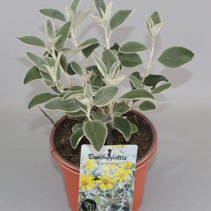 Brachyglottis 'Sunshine' - Kruiskruid