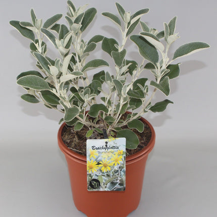 Brachyglottis 'Sunshine' - Kruiskruid