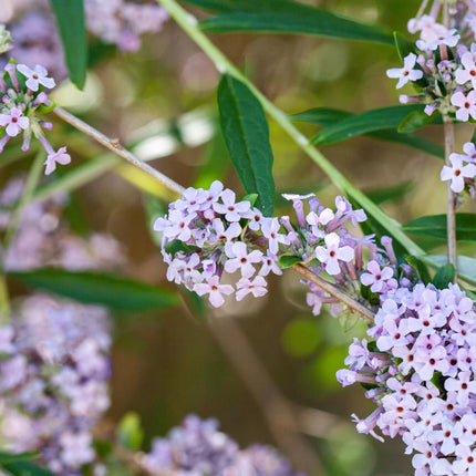 Buddleja alternifolia in bloei met sierlijk overhangende takken vol lila bloemen langs de stelen.