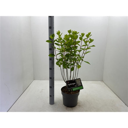 Hydrangea paniculata Baby Lace® - Kleinblijvende witte Pluimhortensia