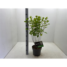 Afbeelding in Gallery-weergave laden, Hydrangea paniculata Baby Lace® - Kleinblijvende witte Pluimhortensia
