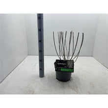 Afbeelding in Gallery-weergave laden, Hydrangea paniculata Baby Lace® - Kleinblijvende witte Pluimhortensia
