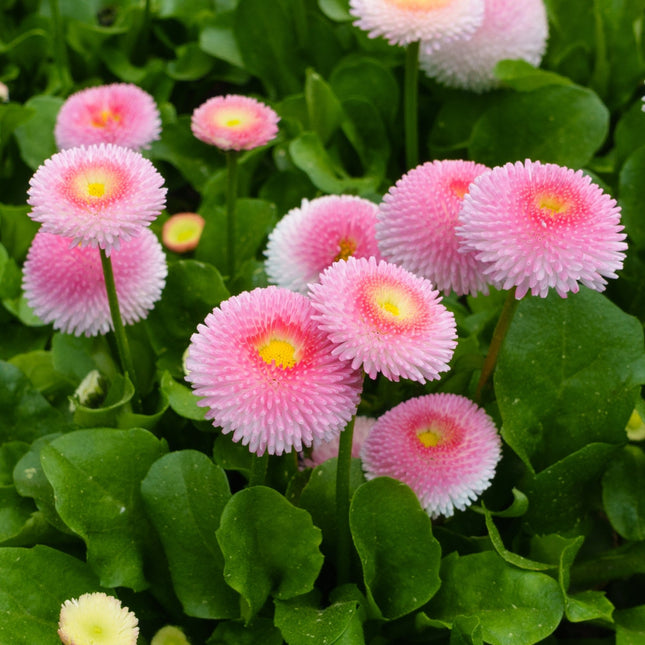 Bellis perennis (madeliefje) met gevulde roze bloemen met een geel hart, omringd door glanzende groene blaadjes in een lage, compacte groei.