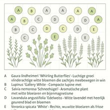 Afbeelding in Gallery-weergave laden, Borderpakket &#39;Pastel &amp; Wit&#39; - 5m² - 50 planten
