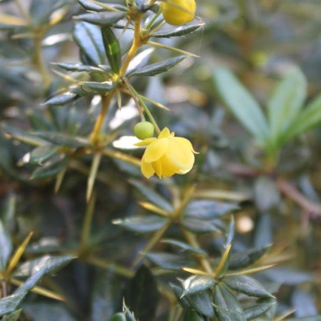 Berberis interposita 'Wallich's Purple' - Zuurbes
