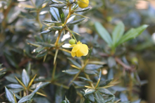 Afbeelding in Gallery-weergave laden, Berberis interposita &#39;Wallich&#39;s Purple&#39; - Zuurbes
