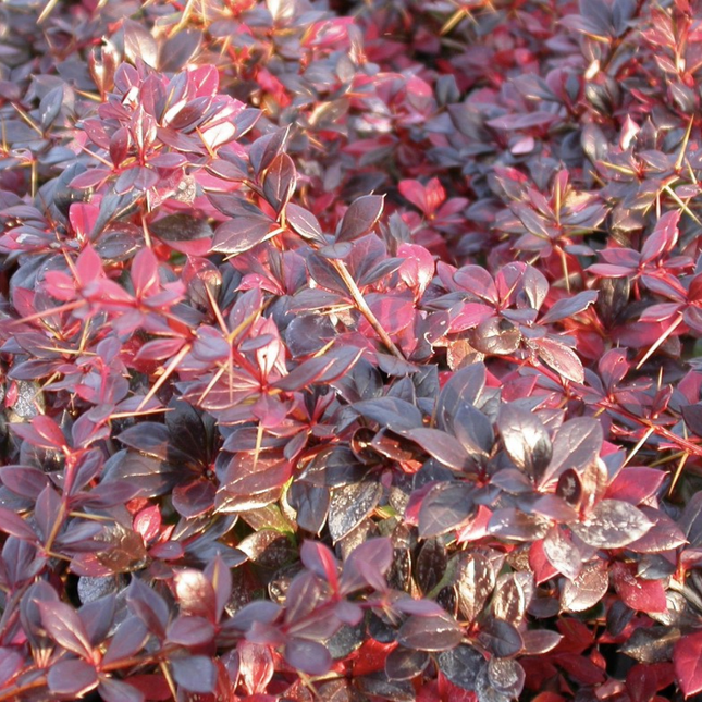 Berberis media 'Red Jewel' - Zuurbes