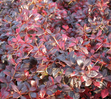 Afbeelding in Gallery-weergave laden, Berberis media &#39;Red Jewel&#39; - Zuurbes
