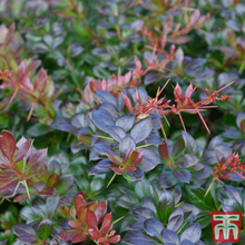 Afbeelding in Gallery-weergave laden, Berberis media &#39;Red Jewel&#39; - Zuurbes

