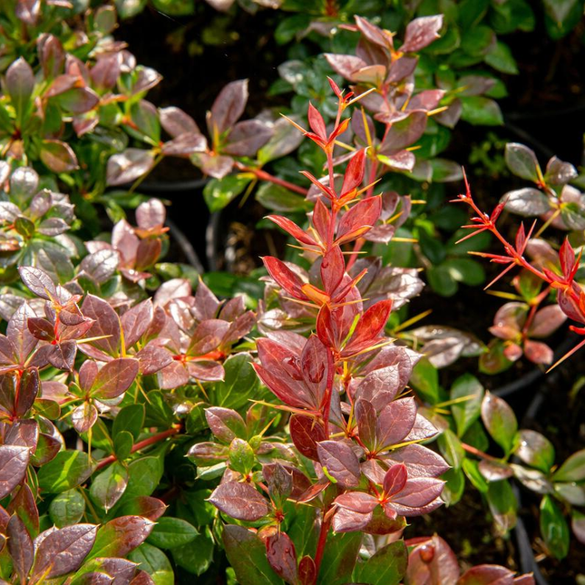 Berberis media 'Red Jewel' - Zuurbes