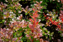 Afbeelding in Gallery-weergave laden, Berberis media &#39;Red Jewel&#39; - Zuurbes
