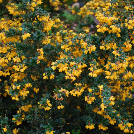 Berberis darwinii 'Compacta' - Zuurbes
