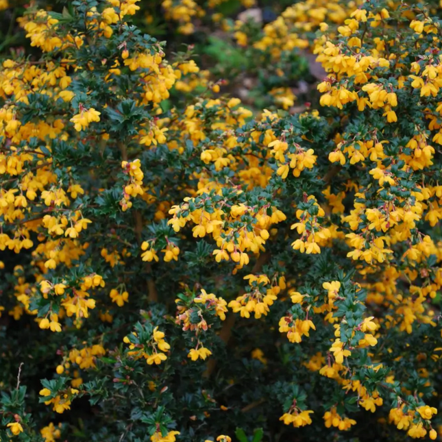 Berberis darwinii 'Compacta' - Zuurbes