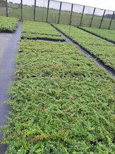 Afbeelding in Gallery-weergave laden, Berberis interposita &#39;Wallich&#39;s Purple&#39; - Zuurbes
