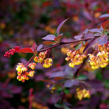 Afbeelding in Gallery-weergave laden, Berberis ottawensis &#39;Superba&#39; - Zuurbes

