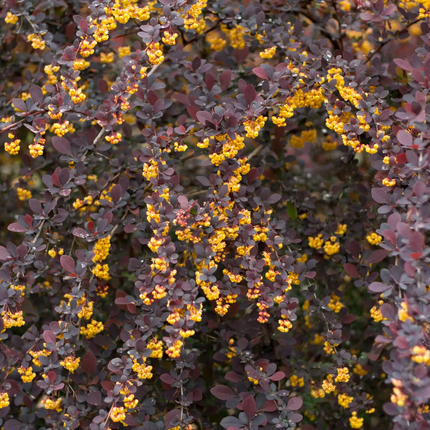 Berberis ottawensis 'Superba' - Zuurbes